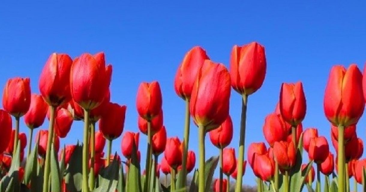 👉 Voorjaarsfeestdagen 2026: voorkom vertraging in je bezorging